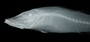 Typhleotris madagascariensis FMNH 116495 x-ray lateral head